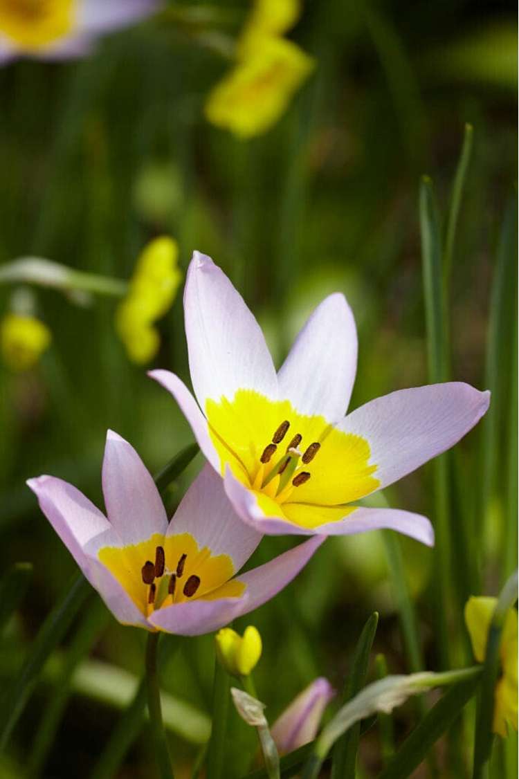Botanisk Tulpan 'Saxatilis' / 'Lilac Wonder'
